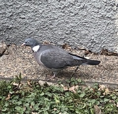 Columba palumbus