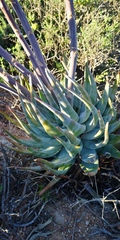 Aloe krapohliana