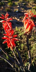 Aloe krapohliana