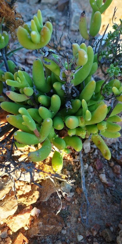 Jacobsenia kolbei (L.Bolus) L.Bolus & Schwantes 2