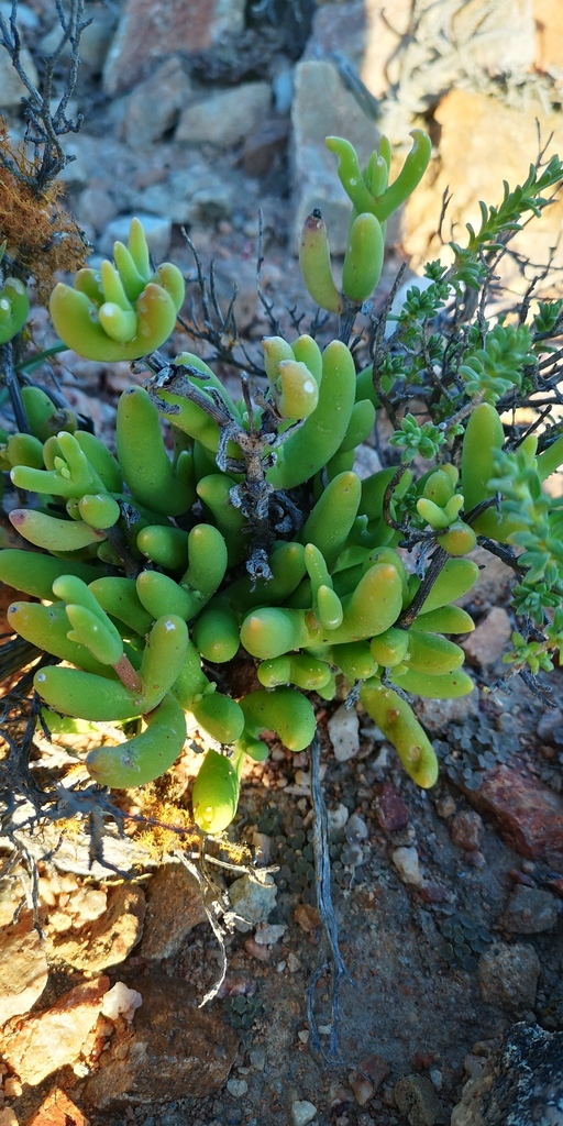 Jacobsenia kolbei (L.Bolus) L.Bolus & Schwantes 3