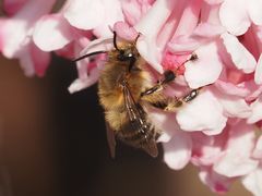 Anthophora crinipes