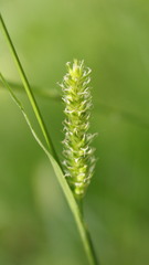 Carex laevigata