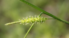 Carex laevigata