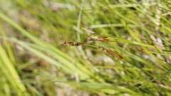 Juncus squarrosus