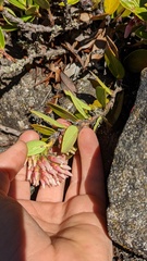 Vaccinium talamancense