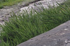 Cliffortia paucistaminea