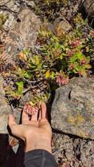 Vaccinium talamancense