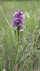 Dactylorhiza majalis sphagnicola