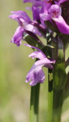 Dactylorhiza majalis sphagnicola