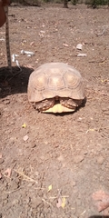 Centrochelys sulcata