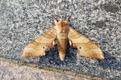 Marumba