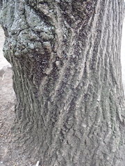 Oxycarenus lavaterae