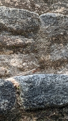 Sceloporus teapensis