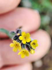 Myosotis persoonii