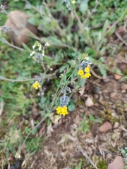Myosotis persoonii