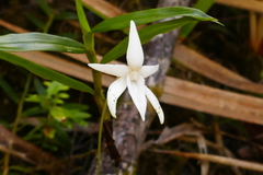 Angraecum mauritianum