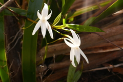 Angraecum mauritianum
