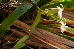 Angraecum mauritianum