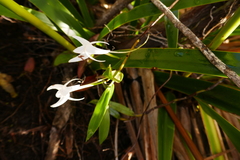 Angraecum mauritianum