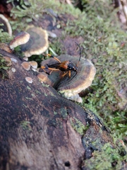 Callisphyris leptopus