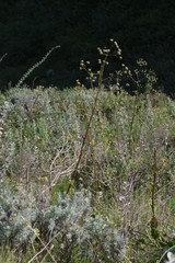 Alepidea amatymbica