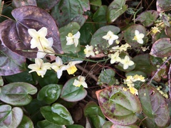 Epimedium × versicolor