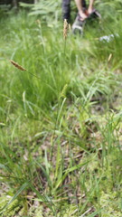 Carex laevigata