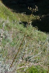Alepidea amatymbica