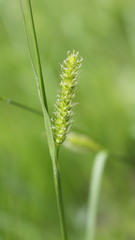 Carex laevigata