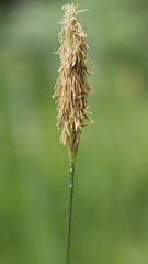 Carex laevigata