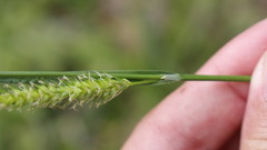 Carex laevigata