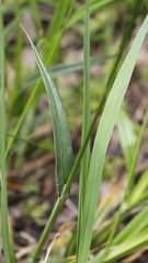 Carex laevigata
