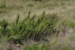 Cliffortia paucistaminea