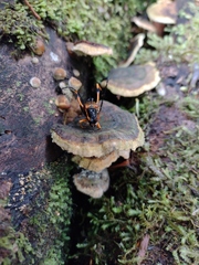 Callisphyris leptopus