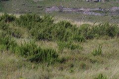 Cliffortia paucistaminea