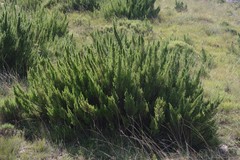 Cliffortia paucistaminea