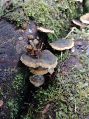 Callisphyris leptopus