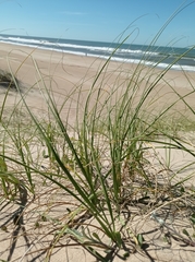 Panicum racemosum