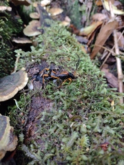 Callisphyris leptopus