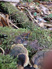 Callisphyris leptopus