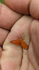 Eudulophasia invaria