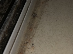 Platycryptus californicus
