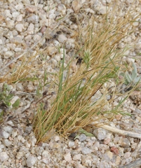 Festuca octoflora