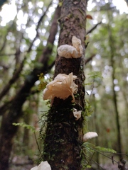 Marasmiellus alliiodorus