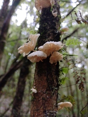 Marasmiellus alliiodorus