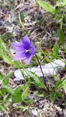 Campanula dasyantha