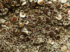 Lecanora campestris