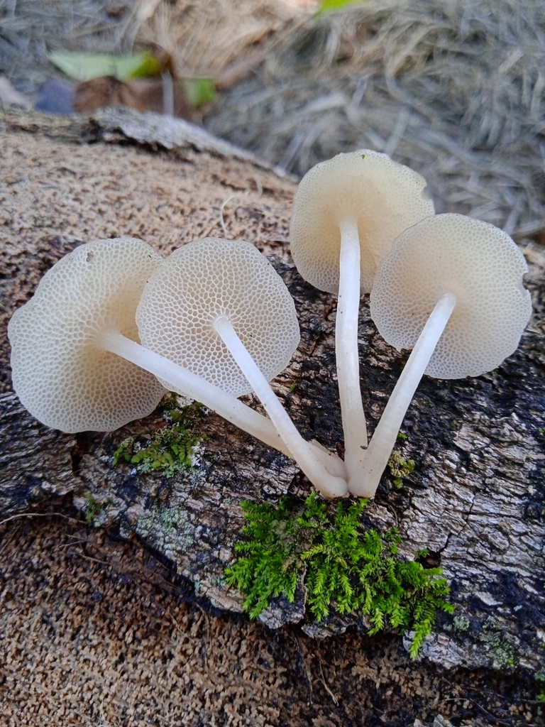 Filoboletus gracilis