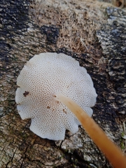 Filoboletus gracilis